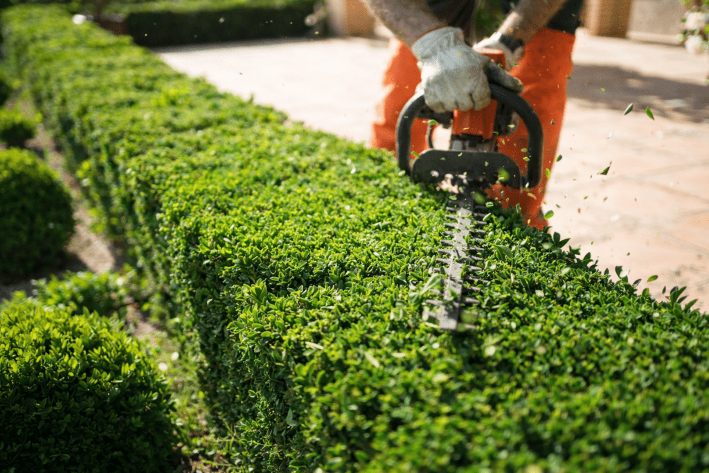 Fachgerechter Formschnitt von Hecken und Sträuchern für gepflegte Außenanlagen.