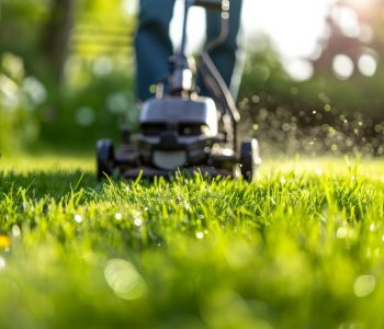 Fachgerechte Grünpflege einer Gartenanlage bei Sonnenlicht.